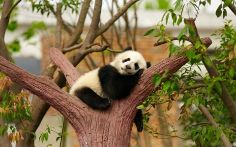 大熊猫属于什么目的动物 微博森林驿站2023年11月30日答案解析